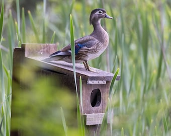 Wood Duck Box | Duck Nesting Box | Birdhouse for Wood Ducks | Made in USA | F007