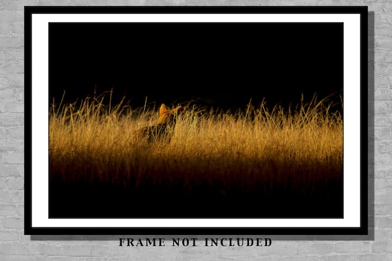 5 x 7 photograph charity donation Sunset coyote 2