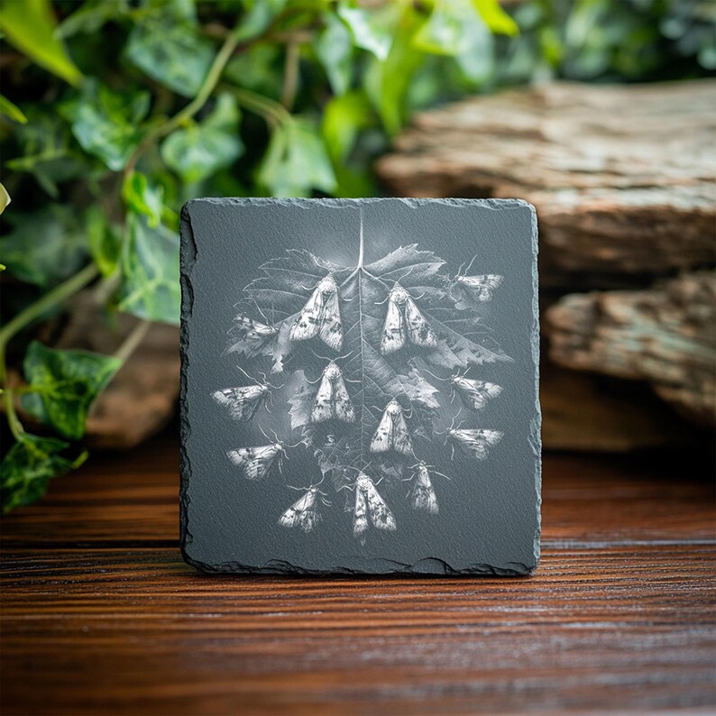 Moth Incarving 10 Intricate Moth Engraving PNG Bundle for Laser Engraving Coasters ...