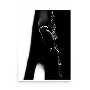 Downy Woodpecker Print