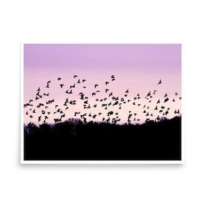 Flock of Starlings Print