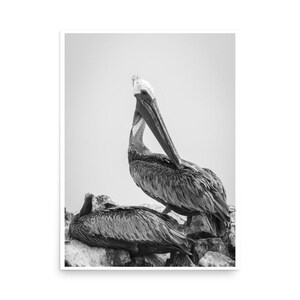 Pelican Print