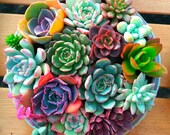 100pcs bag mix Cactus Succulent seeds flower Living Stone bonsai