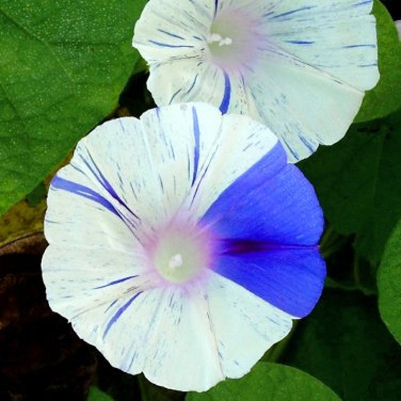 Beauty Color 100pcs Rare Morning Glory Seeds Blue Picotee Seeds Garden Seeds New