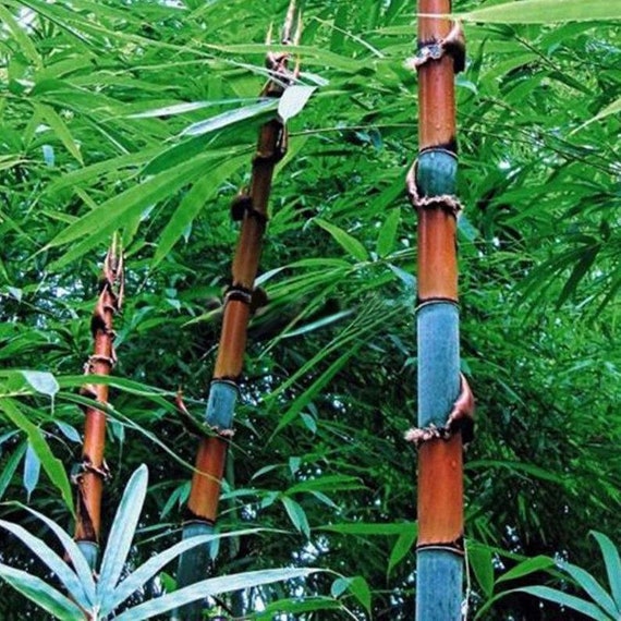 100Pcs Colorful Phyllostachys Pubescens Moso-Bamboo Seeds Garden Plants Code
