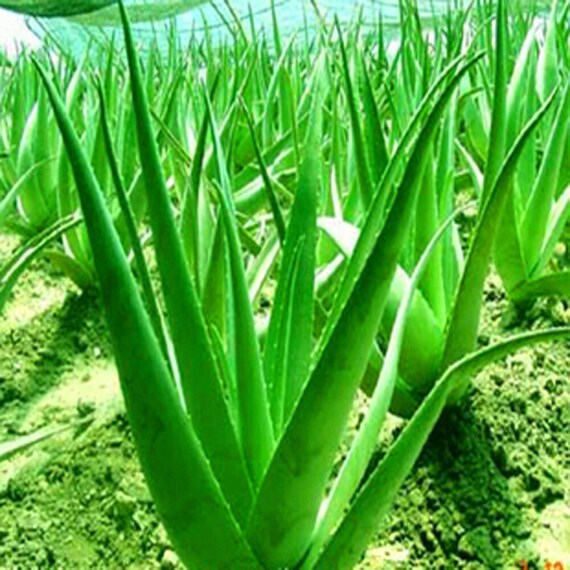 100pcs Aloe Vera Seeds Edible Succulent Plant Rare Herbal Etsy