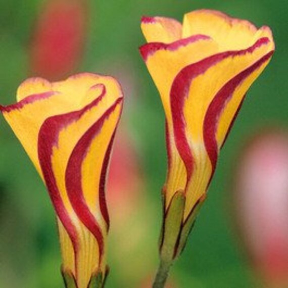 US-Seller Oxalis Versicolor Flowers 100Pcs Seed Beautiful Flowering plants US-Seller Oxalis Versicolor Flowers 100Pcs Seed Beautiful Flowering plants