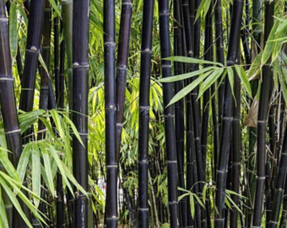 100Pcs Colorful Phyllostachys Pubescens Moso-Bamboo Seeds Garden Plants Code