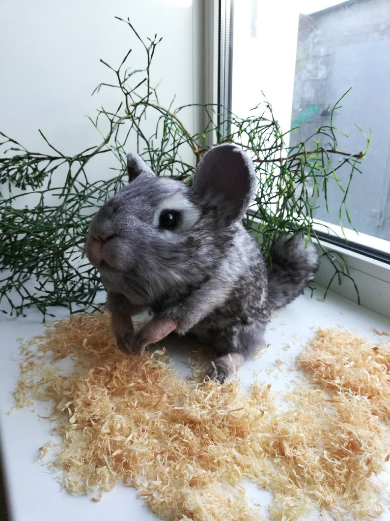 Realistic soft toy Chinchilla. FOR ORDER. Animal soft toy Etsy