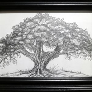 Puede incluir: Dibujo a lápiz enmarcado de un gran árbol con una amplia copa. La obra de arte está en un marco negro y presenta sombreado detallado para representar el tronco, las ramas y las hojas del árbol. El dibujo está firmado en la esquina inferior derecha.