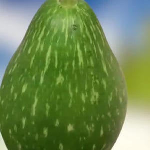 Bangladeshi Bottle Gourd Seeds Pani Kodu 10 Seeds Fresh Picked 2021 FREE SHIPPING