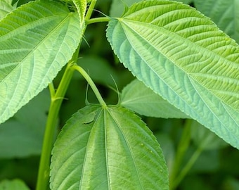 Molokhia - Jew's Mallow - Mulukhiyah - Egyptian Spinach - Pat Shak-Golden Fiber 25+ seeds FREE SHIPPING