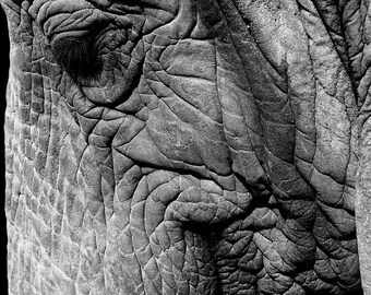 Elephant, South Africa 2018