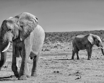 Elephants, Addo National Park, South Africa 2018