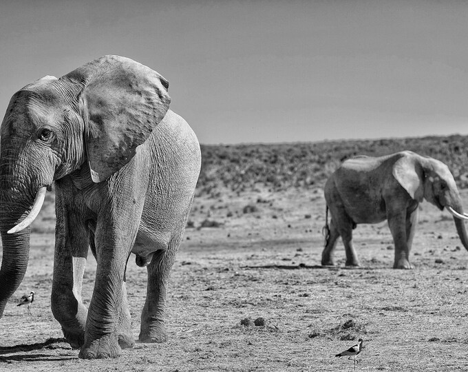 Elephants, Addo National Park, South Africa 2018