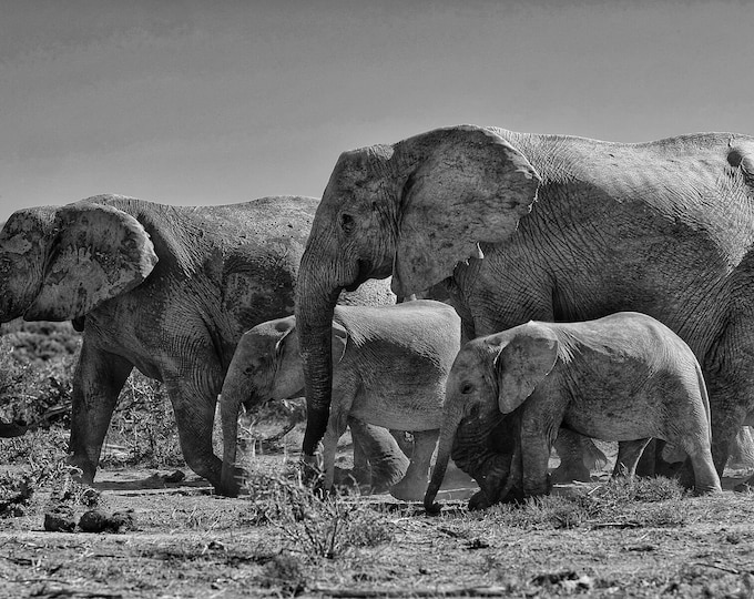 Elephants, Addo National Park, South Africa 2018