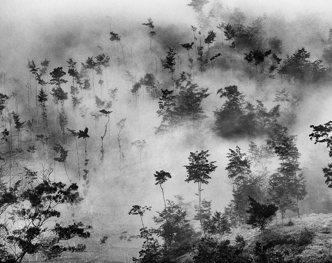 Trees in the Fog, West Papua 2014