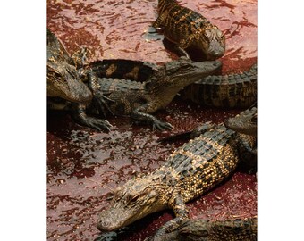 Alligators Florida Fine Art Print by Michael Wagener - Premium Museum Quality Poster