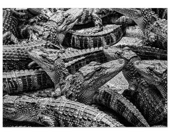 Alligator Black and White Photo - Fine Art Print by Michael Wagener - Poster
