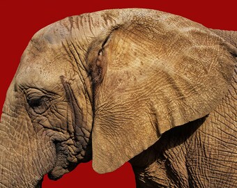 Red Elephant, 2018