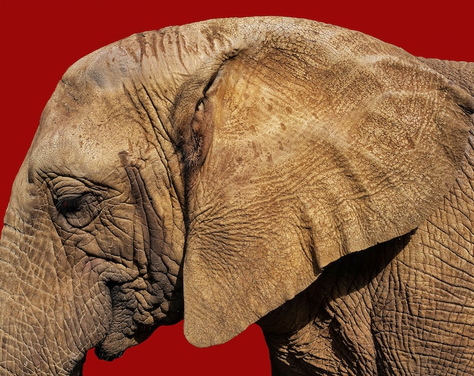 Red Elephant, 2018