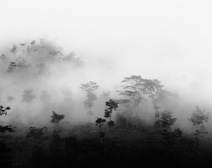 Trees in Polimo, West Papua 2014