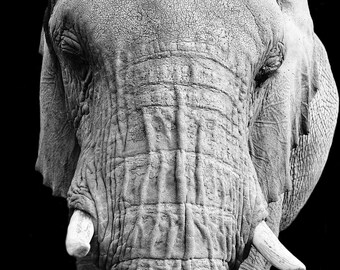 Elephant en face, South Africa 2018