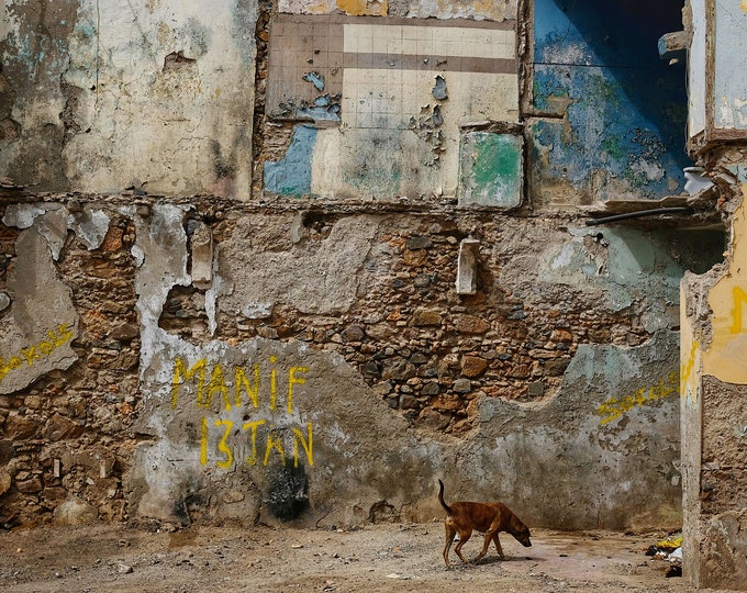 Dog Life, Cape Verde 2018