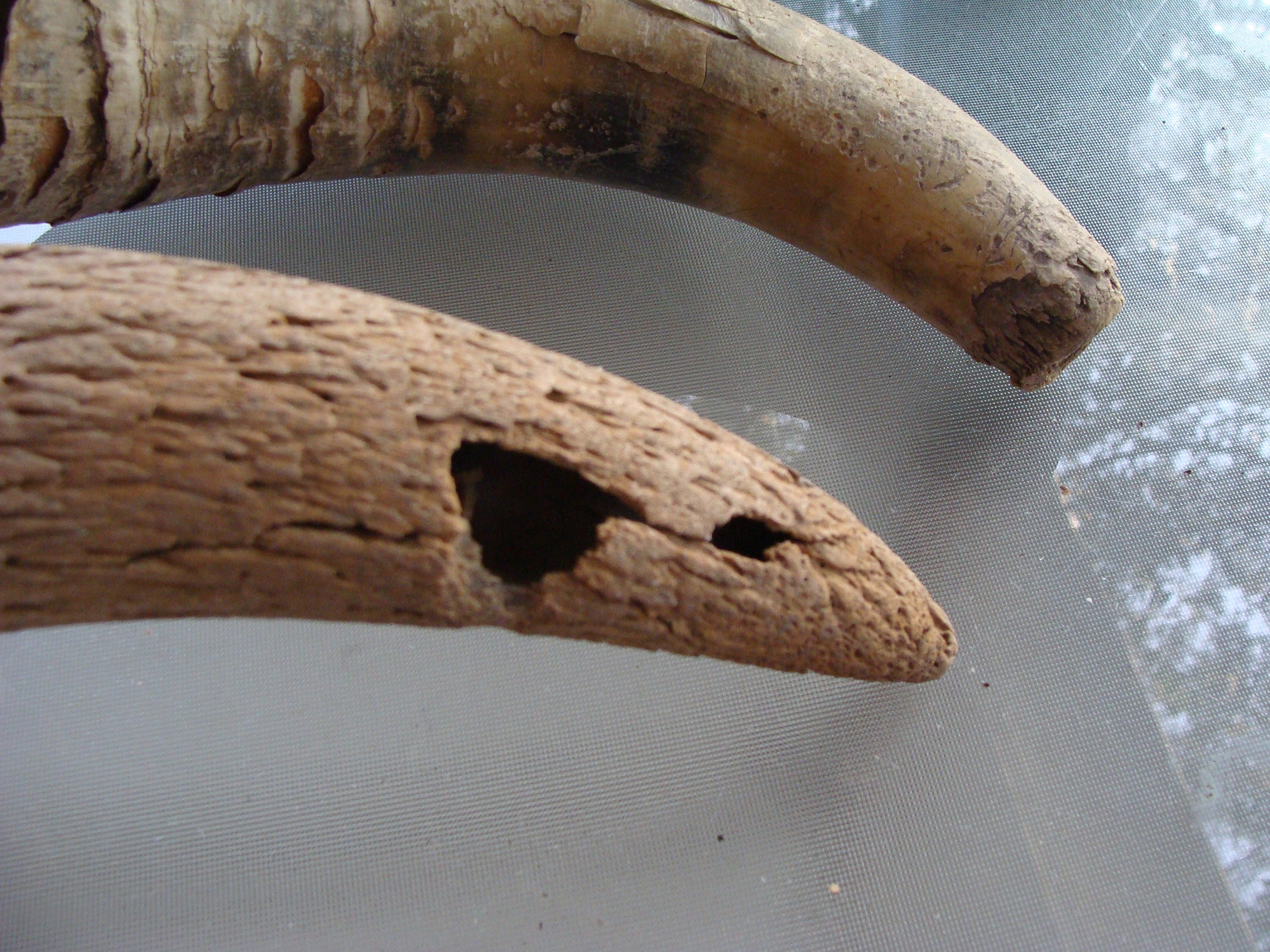 Ice Age Bison Horn Sheath & Core Well Preserved Etsy