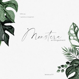 May include: Watercolour illustration of a Monstera plant arrangement with green leaves on a white background. The text "Monstera arrangement" is written in black cursive.