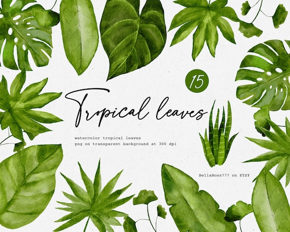Tropische Bltter, Bltter Clipart, Botanische Clipart, Grn, Bltter  Clipart, Aquarell Clipart, Tropisches Blatt, Monstera PNG - Etsy.de