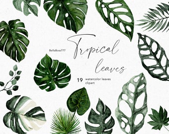 Hojas tropicales, Monstera Clipart, Botanical Clipart, Greenery Clipart, Foliage Clipart, Watercolor Clipart, Tropical Foliage, Planta de interior