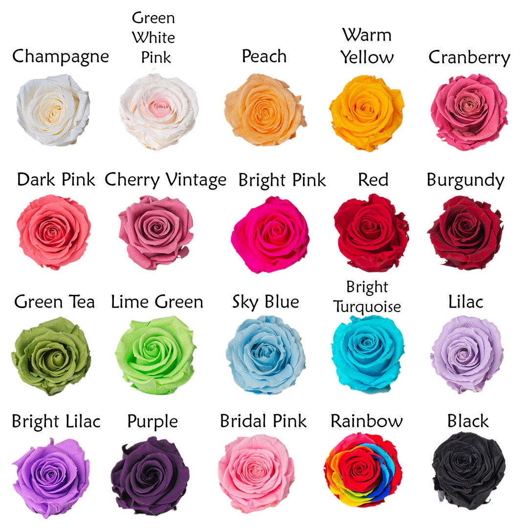 Pack of 6 STANDART Preserved Roses by Verdissimo 20 Colors Available ...