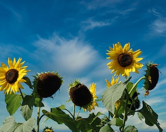 Sunflowers blue sky Canvas Wall Art  Print, Sunflower wall art, Fine Art poster, Sunflower field at sunset Canvas Print, Botanical Landscape