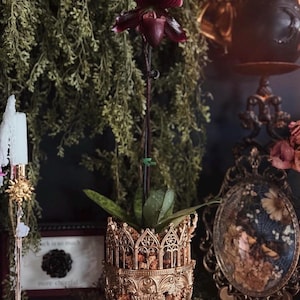 May include: A dark burgundy Paphiopedilum orchid with a single bloom on a tall stem, potted in an ornate, metallic gold-coloured planter featuring intricate architectural arches and relief detailing around the exterior of the vessel.