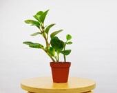 4 quot Peperomia 39 Marble quot