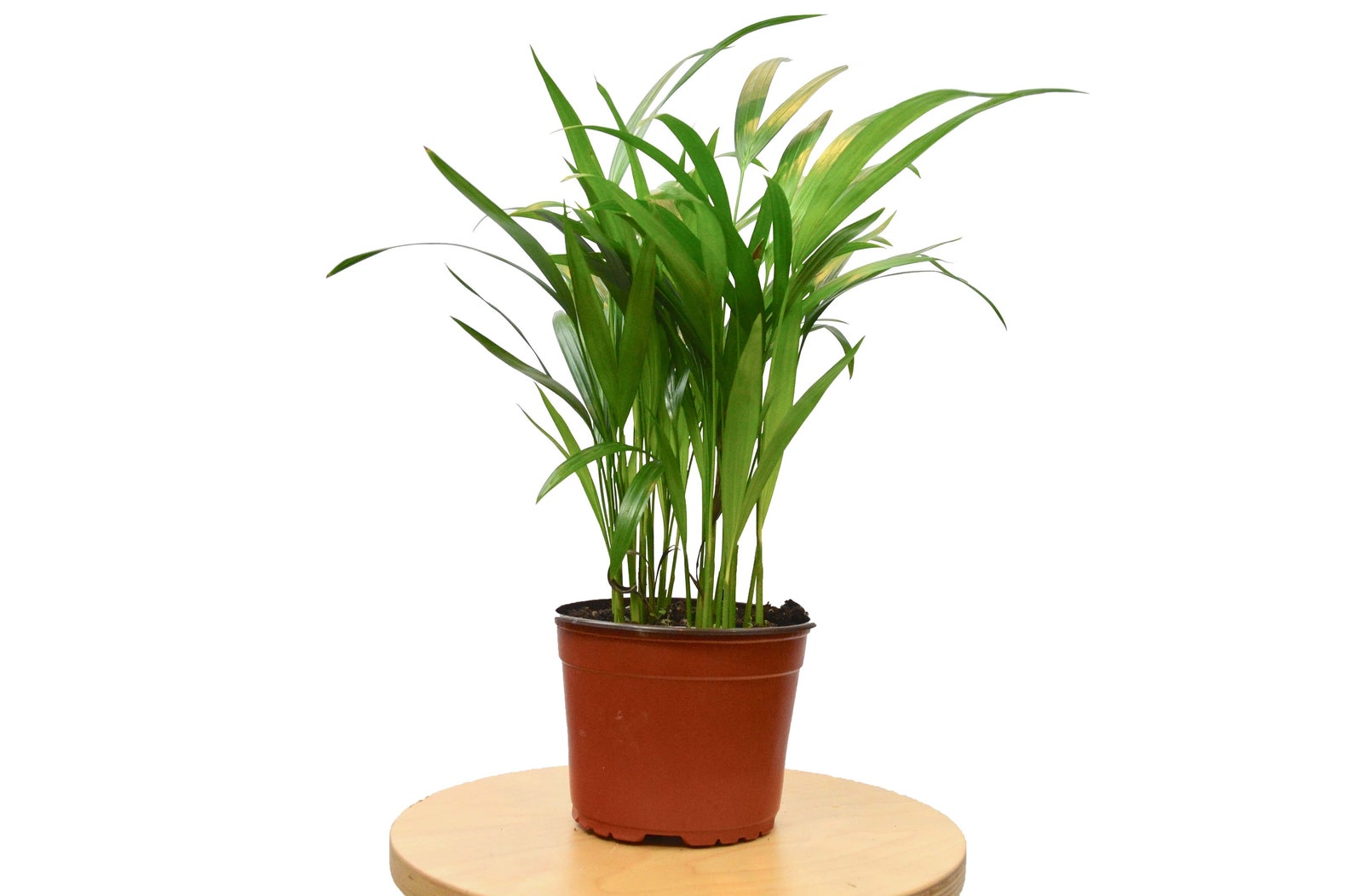 11 Awesome Bathroom Plants that Will Freshen Up Your Bathroom Charming Modern Interiors