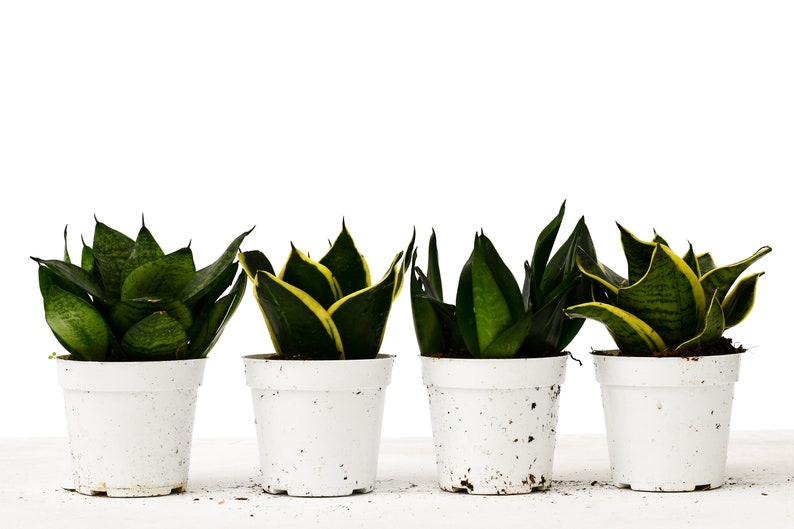 4 Different Snake Plants In 4 Pots Sansevieria Live Etsy