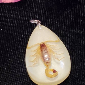 Vintage Lucite Scorpion Pendant, Scorpion Jewelry, Scorpion Giftware, Preserved Scorpion, Insect Jewelry, Insects In Lucite, Bug Jewelry