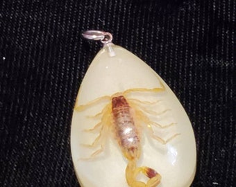 May include: A clear teardrop-shaped pendant with a preserved scorpion inside. The scorpion is a light brown color with darker brown markings.