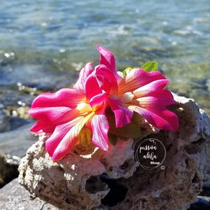 May include: A pink and yellow flower with white accents sits on a gray rock. The flower is in focus, while the background is blurred. The text "passiflora alba shop" is visible in the lower right corner of the image.