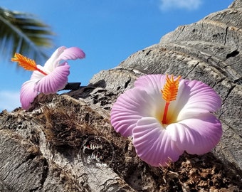Könnte beinhalten: Zwei rosa Hibiskusblüten mit orangenen Zentren sind an einem Stück verwittertem Holz befestigt. Die Blüten sind scharf, während das Holz unscharf ist. Der Hintergrund ist ein blauer Himmel mit weißen Wolken.