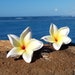 see more listings in the Hawaiian Hair Clip & Pin section