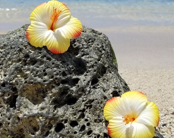 Könnte beinhalten: Zwei Hibiskusblüten mit weißen Zentren und gelb- bis orangefarbenen Farbverlauf-Blütenblättern auf einem großen, dunkelgrauen, porösen Vulkangestein. Die Blüten haben markante orangefarbene Staubgefäße in der Mitte jeder Blüte.