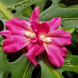 Double Orchid Hair Clip, Tropical Hair Clip, Hawaiian Flower, Fascinator, Silk Flower Hair Clip, Bridal Hair Clip, Beach Party, Pink image 2