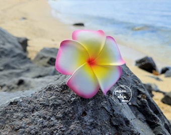 May include: A white and yellow plumeria flower with pink edges, resting on a dark gray rock. The flower is a popular symbol of Hawaii and is often used in leis.