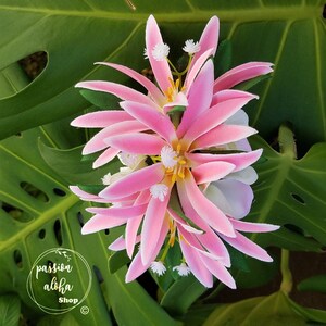 May include: Pink flower lei with white flowers and yellow centers. The lei is made of silk flowers and is perfect for a luau or tropical party.