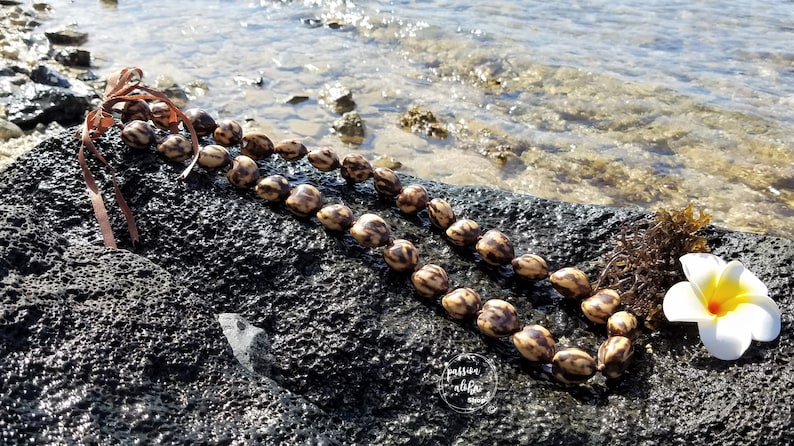 May include: A brown and tan seed lei with a brown leather cord, resting on a dark gray rock with a white plumeria flower next to it.