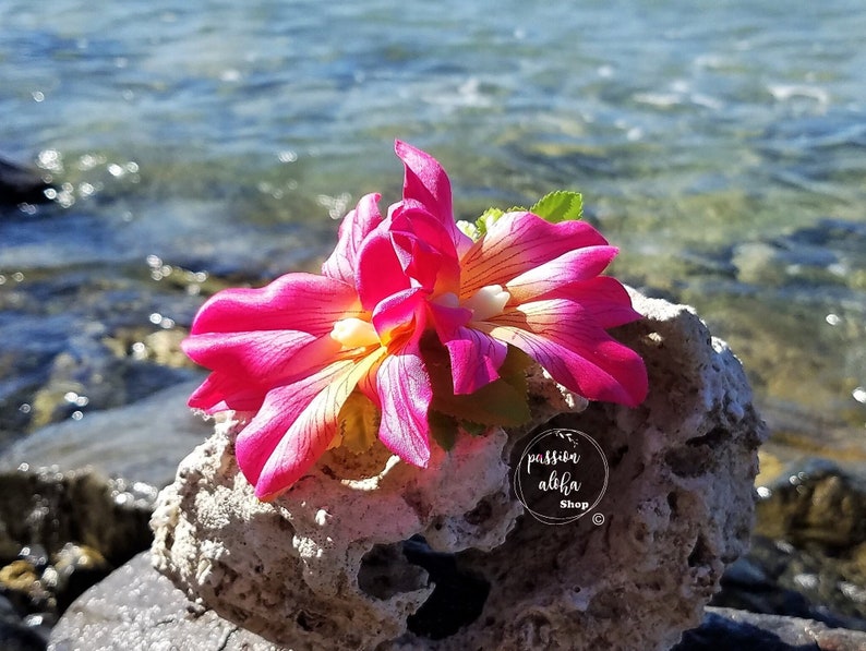May include: A pink and yellow flower with white accents sits on a gray rock. The flower is in focus, while the background is blurred. The text "passiflora alba shop" is visible in the lower right corner of the image.