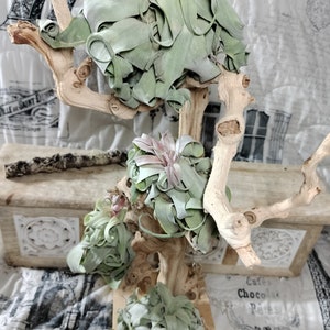 Tillandsia Streptophylla, air plant, easy care plants, houseplants, curly air plant, terrarium plants, succulents, bromalaids, air plants